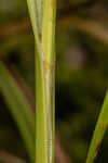 False hop sedge